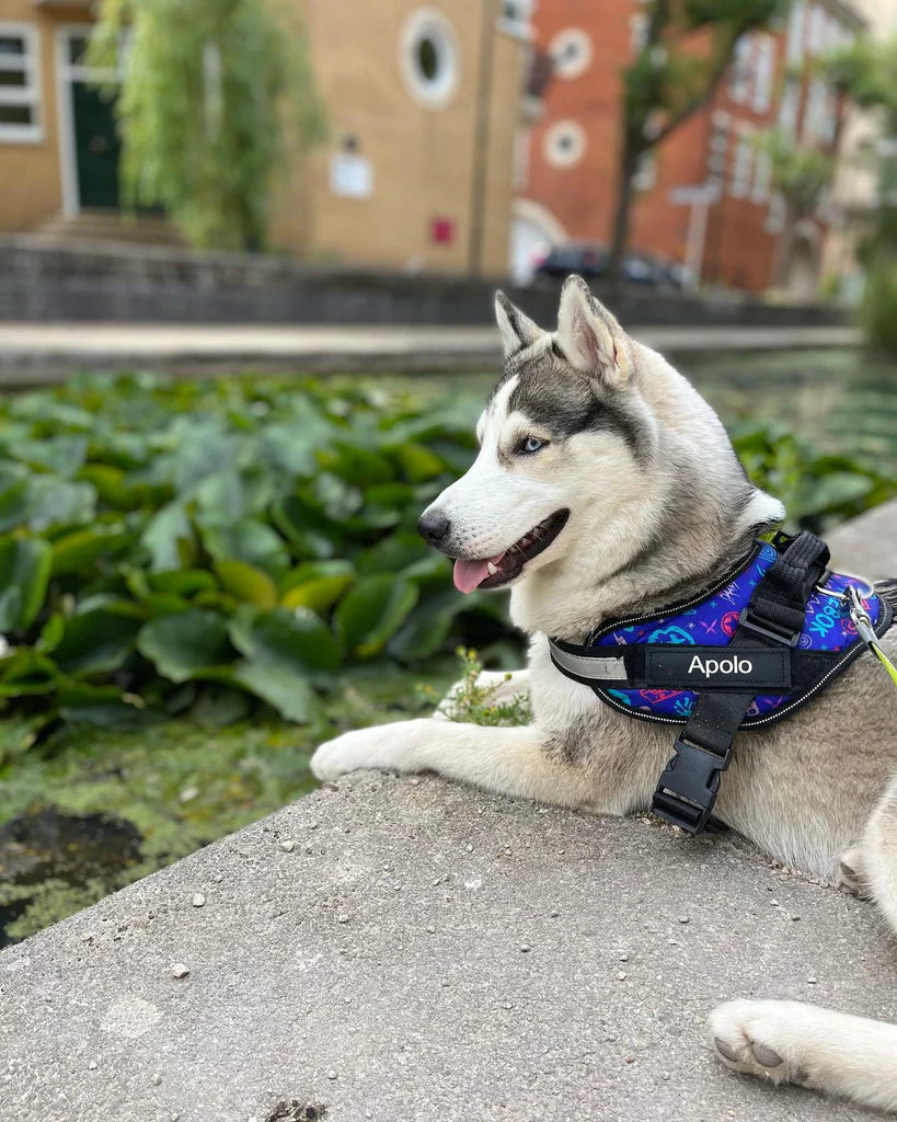No pull dog top harness julius k9